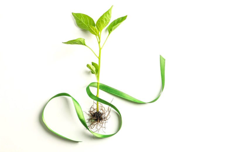 About Us - Global Plant Based